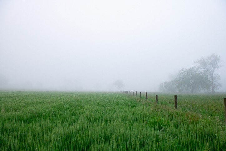 Lonely Tree in Foggy Green Pasture in Lexington, KY, United States